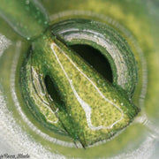 Close-up of a brush dipped in glittery green reflective nail polish with a golden shimmer.